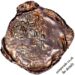 1141 Penny Empress Matilda Obverse MV